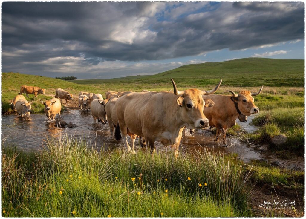 Troupeau de vaches Aubrac traversant une rivière lors de la montée en estive sur le plateau de l'Aubrac.