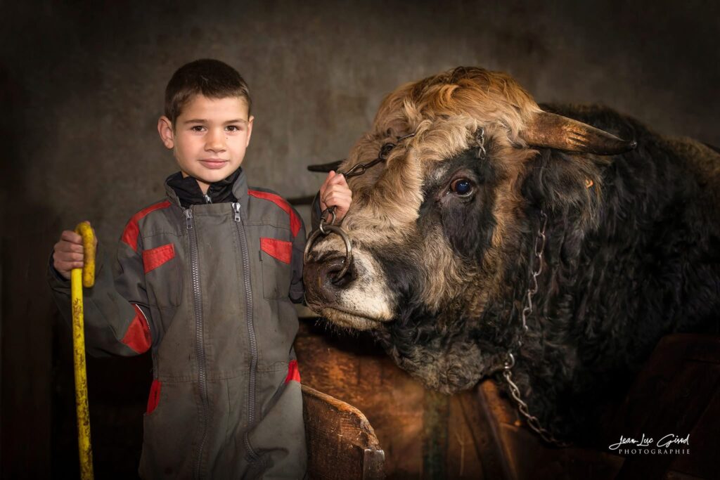 Jeune garçon aux côtés d'un taureau dans une exploitation agricole de l'Aubrac.