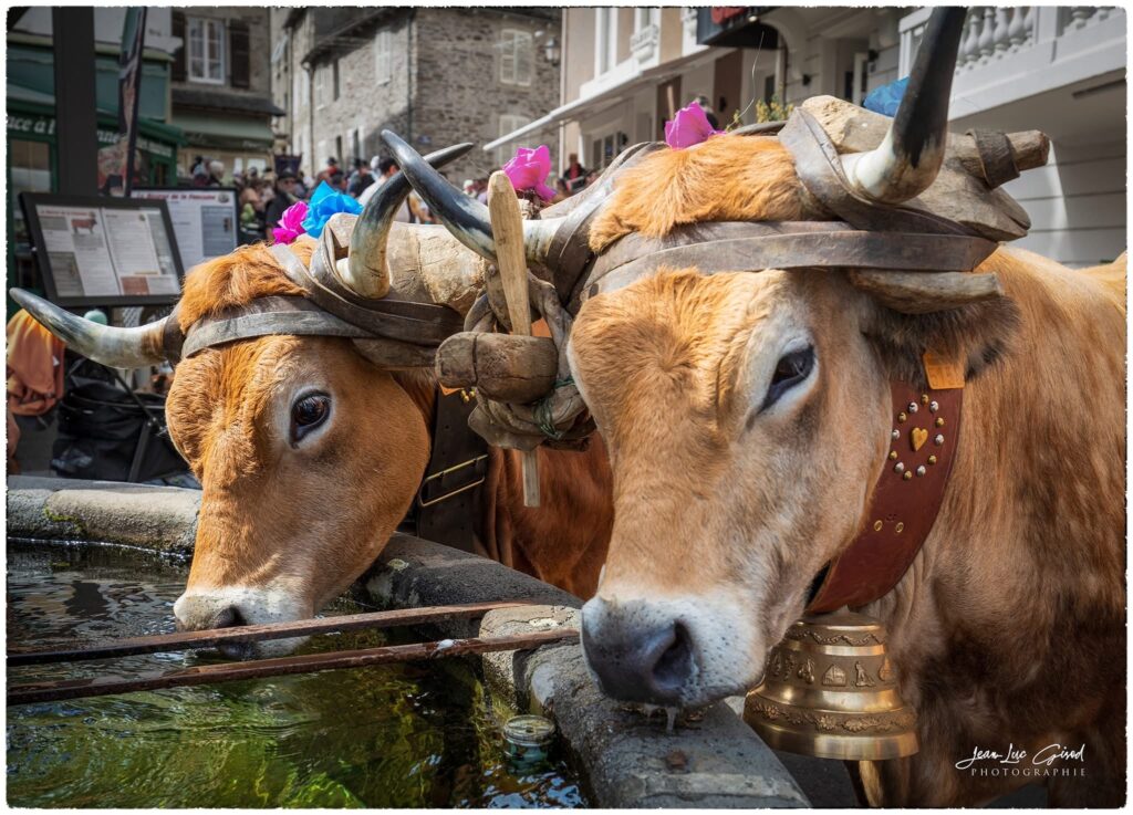 Deux vaches de race Aubrac s'abreuvent à une fontaine lors d'une fête de la transhumance en Aubrac.